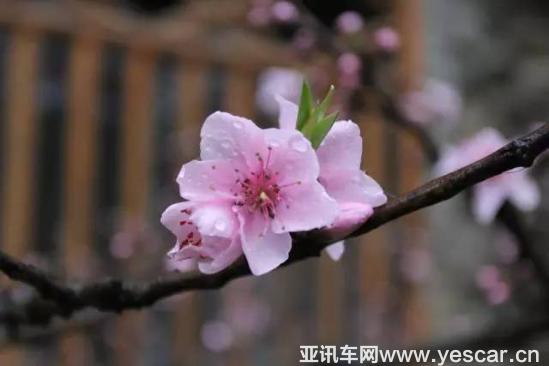                    熊貓故鄉(xiāng)鳳凰涅槃的美